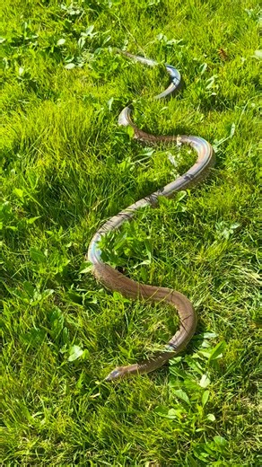 #☢️ #❤‍🔥 #🤩 #😍 #🔥 #🏆 #🐍 #MacklotsPython aka #LiasisMackloti (she will be headed soon to @bmore_exotics ) #markhamreptiles #reptiles #reptile #snakes #snake #reptilephotography #snakesofinstagram #snakephotography #snakelove #iridescence #iridescent #snakelover #reptilesofinstagram #reptilekeeper #reptilelover #animals #animallovers #petsofinstagram #petlovers #animal #snakelife | Kyle Markham