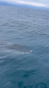 Happy humpback! 🐋 Passengers today experienced a full on incredible mugging. This whale made passes under our boat and gave us a few spyhops as well. Just one of the many breathtaking moments we experienced in the Santa Barbara channel 💧 Beautiful video by lovely crewmember Katelynn *Boat in neutral as this whale approached us over and over again on its own accord* #humpbackwhale #humpback #whale #mugging #whalewatching #condorexpresssb #santabarbara #seesb #nature #ocean #marinelife | Condor 