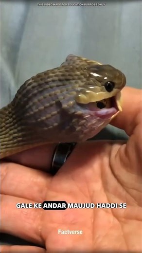 Egg eating snake #facts #viral