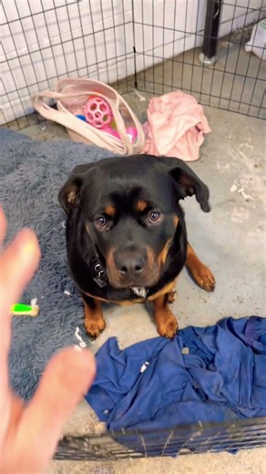 Met this beautiful Rockweiler today she was so amazing!! ❤️ #fyp #dog #Rottweiler