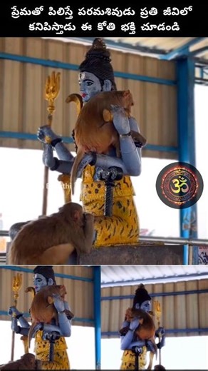 కైలాసంలో నందీలా ఈ కోతి కూడా శివయ్యని వదిలి ఉండలేకపోయింది #god #shiva #hindudeity #devotional #om