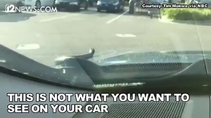38K views · 237 reactions | SNAKE ON A CAR A Florida man got a shock...