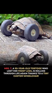 56K views · 2.2K reactions | The 90-Year-Old Tortoise That Refused To...
