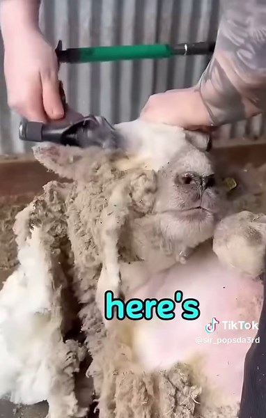 Understanding Sheep Behavior During Shearing