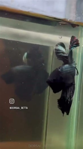 fighter fish🔥❤️💕 #fish #shortvideo #tamil