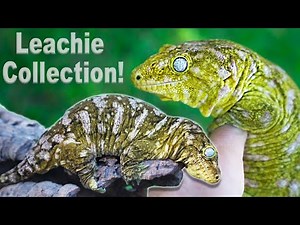 TikisGeckos Giant Gecko Collection!