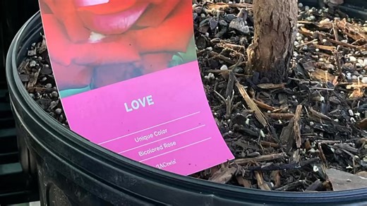 Beautiful Roses with names perfect for Valentine’s Day! Think of a gift beyond the vase! 🌹 | All Seasons Nursery - Acadiana's Home, Garden & Landscaping Showplace