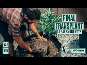 S1|E3 Cannabis Greenhouse Final Transplant Into 45 Gallon Smart Pots | Homegrown Cannabis co. Garden