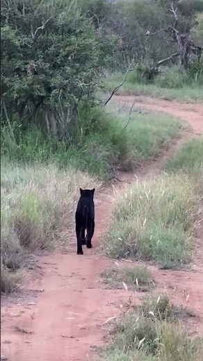 SHOCKING! 🐆 The rarest Big Cat on Earth! Meet GIZA😱 #kenya #blackleopard #wildlife #raresighting