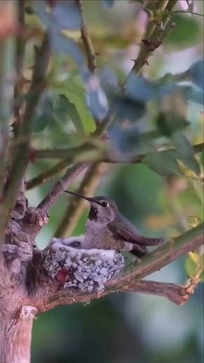 21K views · 356 reactions | Life journey of humming bird from hatching to till growth#humming#bird#hatching#egg#nest#babies#growth#lifecycle#nature#wildlife#photography#videography#cameraman#reel#facebook#dira#saha# | Dira Saha | Facebook