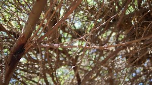 Upward rotating view beneath a dense tree canopy in 4k slow motion 120fps