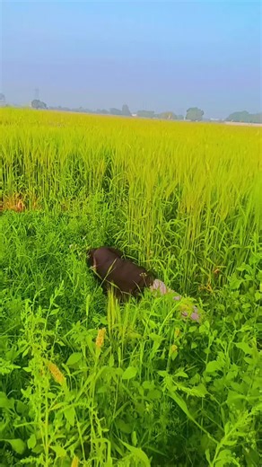 #foryoupage #saraikisong | song