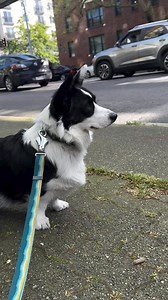 One day I’ll ride in the awoo truck 🚨 •⁣⁣⁣⁣⁣⁣⁣⁣⁣⁣⁣⁣⁣⁣⁣⁣⁣⁣⁣⁣⁣⁣⁣⁣⁣⁣⁣⁣⁣⁣⁣⁣⁣⁣⁣⁣⁣⁣⁣⁣⁣⁣ 🎥 @cult_of_pancake #corgi | Corgi Appreciation