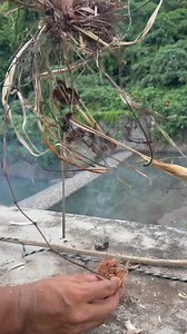 Primitive Fire Making Using Gliricidia Sepium Spindle #extremefire #bowdrill #bowdrillfire #primitivefire #primitivefiremaking #gliricidiasepium #naturalsurvival #primitiveskills #ancientskills #firebyfriction #manualfire #survivalchallenge #bushcraft #outdoorskills #offgridliving #embermaking #nextlevelskills | Kadek Dedik Supriatna