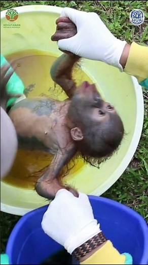Baby Orangutan Has a Bath - Best Job EVER? #orangutan #apes #babyanimals