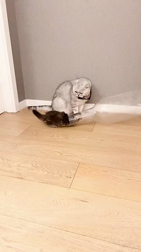 #cat #cute #fyp 😂