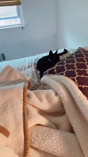back when satan was a kitten. damn he’s huge now 🥲 #blackcatsoftiktok #satan #catsoftiktok