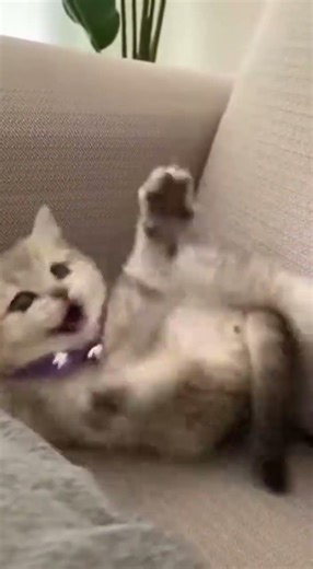 The baby cat is probably a bit addicted to the cell phone 🥰😂 #funnycat