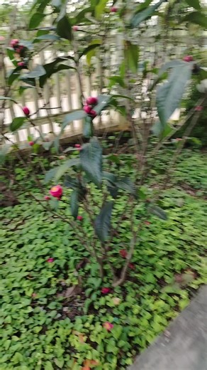 Video của Anna Tran (@anna.tran662) với bản nhạc الصوت الأصلي - Samasemo