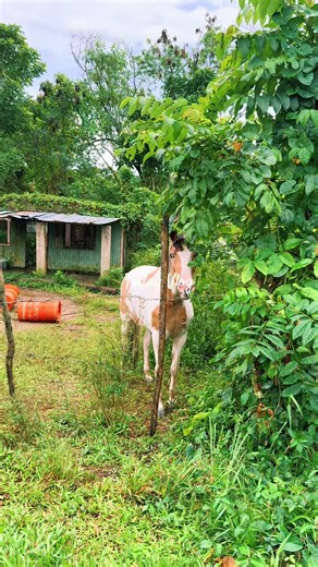 Videos de yosoyboricua1995 (@yosoyboricua1995) con “Isla Del Encanto - Héctor Lavoe & Fania All Stars”