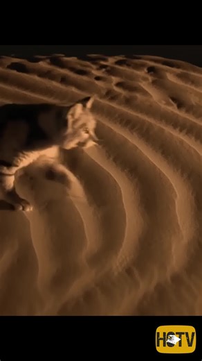 🐈 In today’s exciting HC TV segment, we delve into the mysterious world of the Sand Cat! Known for their elusive behavior, these extraordinary felines are often under-researched in their natural habitat. Their remarkable adaptations to desert life set them apart from any other cat species worldwide. They are a rare sight in North American facilities so be sure to visit the Center to meet our resident Sand Cats, "Dune" and "Ra" in person! Make sure you check out Hawk Creek's Youtube Channel for 