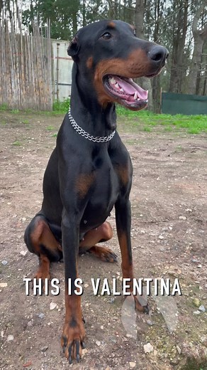 Rescued Doberman Valentina: A Story of Hope and Healing