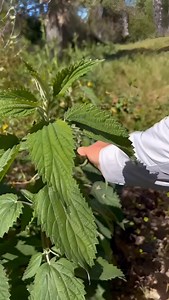 Did you know that stinging nettle contains a complete protein with all 9 essential amino acids? Stinging nettle is a wildly nutritious plant, it is even used as fertilizer. The “hairs” on the outside are covered in acids which cause a burning/stinging sensation when touched. You can nuetralize the acids with cooking, or with mastication as seen here. #bushcraft #foraging #foodie | Coyne Survival Schools