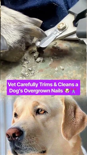 Vet Carefully Trims & Cleans a Dog’s Overgrown Nails 🐶✂️ #DogCare #VetCare