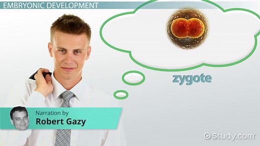 Cleavage in Biology | Definition & Types