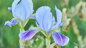 Iris sibirica (Siberian iris or flag), is a species in the genus Iris. It is cultivated as an ornamental plant in temperate regions. Stock Video