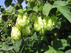 Humulus Lupulus | Hops | 25 Seeds - Etsy