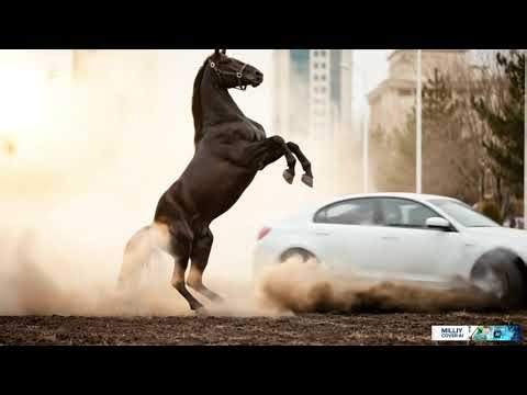 Doston Ubaydullayev - Tulpor Tulpor | Shiddatli MilliyCoverAI Premyera