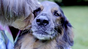 ‘Buddy’ Trailer