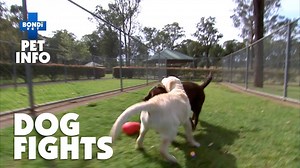 3.2K views · 49 reactions | An attack from a dog in the park can be unprovoked, but can be life threatening for your pup!  It's important to know how to deal with an attack and the best way prevent it in the future!  | Bondi Vet | Facebook