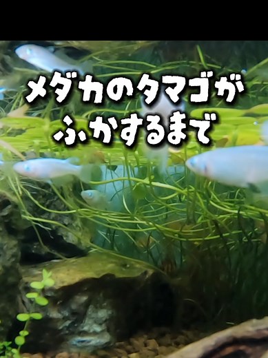 メダカの卵がふかするまでの成長記録と映像