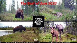 This is a multi-camera compilation of the wildlife highlights from June 2023. There are nearly 90 clips from 14 remote cameras edited down to just under 11 minutes including these 13 species: wolf, wolverine, grizzly bear, black bear, lynx, moose, coyote, fox, elk, deer, bison, porcupine, and wild/feral horse. #yukonwildlife | Yukon Wildlife Cams