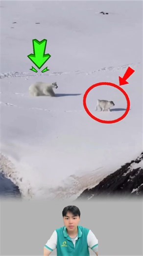 Polar Bear vs. Reindeer: Arctic Chase! 😳🐻‍❄️ #youtubeshorts