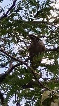 Koel biological family reunited! #cuckoo #birdfamily #canberra