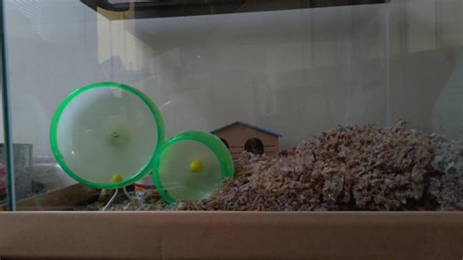 Deer Mouse live feed