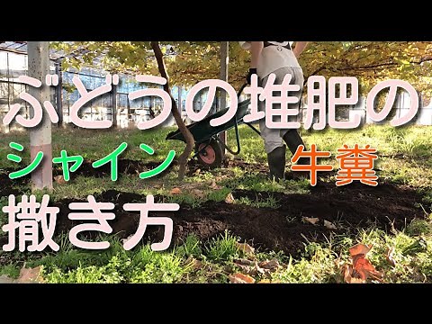 ぶどうの肥料やりのやり方 （牛糞堆肥）シャインマスカット