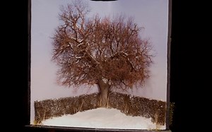 【Kathy Millatt】Model an Oak Tree in Four Seasons