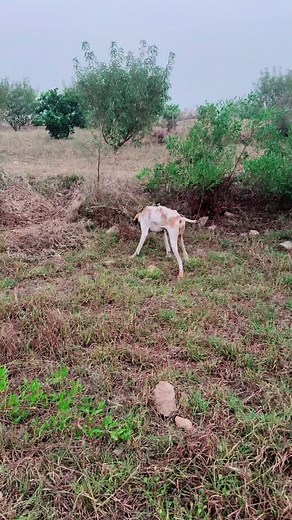 #hunter #poniterdog #hunting #dog #white