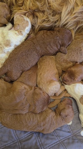 The Blaze puppies are here 🐶❤️ Tiny, cozy, and already stealing hearts. These sweet newborns are settling in, staying close to mama, and soaking up all the warmth and care during their first days. We can’t wait to share their little milestones as they grow. More updates coming soon from this beautiful litter! #tgd #goldendoodle #goldendoodlepuppies #goldendoodlepuppy #doodlereels #ncdoodles #puppyreels #goldendoodles #doodlepuppies #doodlelove | Triangle Goldendoodles