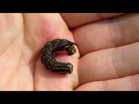 Rolling Reflex in Hornworm of Convolvulus Hawk-moth