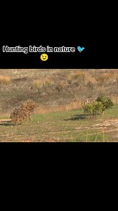 112K views · 2.3K reactions | Hunting wild goldfinches  #goldfinch #hunting #nature #jilguero #Hunting_wild_goldfinches #carduelis #صيد_المقنين #صيدالحسون_البرية #birds #cage #breeding #Morocco #Algeria | Wild Bird Beauty | Facebook