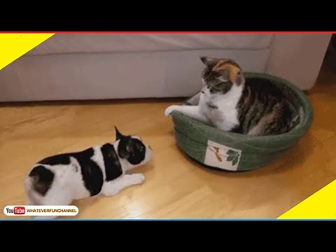 Short Funny Animals Vines 😺🐱😺 Funny Animals Compilation - Whateverfun!