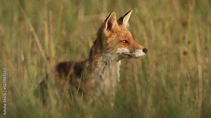 Beautiful red fox vixen in long grass of meadow; frontal low angle