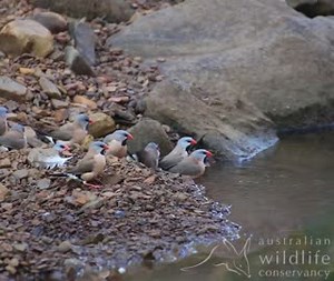 Just a charm of Long-tailed Finches (and friends) taking a Sunday bath 🛀. This 'charming' video was taken on recent bird surveys by AWC ecologists in the Kimberley. Sound ON for birdsong 🔊🎵. 📸 E Mulder / AWC | Australian Wildlife Conservancy