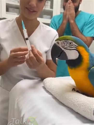 🏥🦜 Parrot REFUSES Hospital Injection 😂 #TalkParrotShow #ParrotComedy #FunnyParrot #HospitalComedy #TalkingParrot #MacawParrot #ViralShorts #LaughOutLoud #ComedyShorts #8KVideo #FunnyAnimals