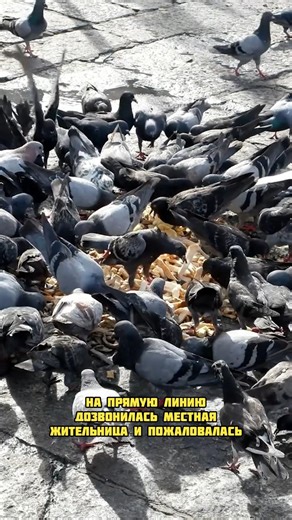 Глава Гомельской области займётся проблемой голубей #новости #беларусь